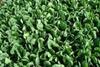 NLGMA mooted for salads in US