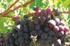 red grapes