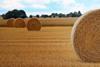 Straw credit Susanne Nilsson