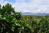 South Africa bullish on citrus