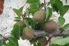 Spanish stonefruit crops thrive