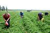 Labour pains ease but future for supply remains unclear