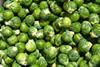 Grower's Xmas sprouts as heavy as 1,000 cars