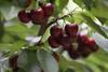 Chilean cherries
