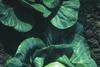 Brassica Growers' conference dates announced