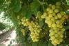 US California grapes white on vine