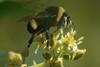 Bumblebee avocado flower pollination