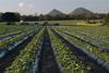 Strawberry production Queensland Australia Adobe Stock