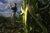 Yorkshire grows sweetcorn