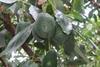 Avocados may prevent oral cancer