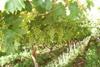 South Africa's organic grape production is enjoying success