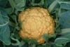 Rising to the cauli challenge