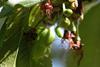 It is too early to make firm predictions for this year's Californian cherry crop