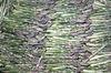 S&A claims early gras record