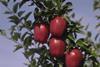 Washington apples strong despite drop
