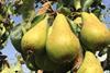 BE Conference pear
