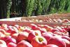 NZ apples`