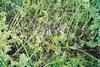 Sclerotinia in carrots