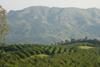 South Africa avocados landscape