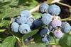 Blueberries
