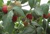 Himbeerproduktion - reife und unreife Himbeeren am Strauch