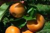 NZ Nashi pears