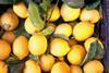 Argentine lemon growers lament small sizes
