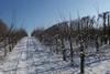 Fourayes hopes the orchards will prove robust and fruitful
