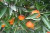 Italien: Bio-Anbieter Canova zufrieden mit Citrus-Saison