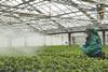 person spraying crops