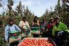 Pacific Islands labour is making a big difference in New Zealand
