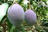 Peru Mangoes