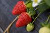 IT Candonga strawberries