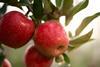 Foto: Deutsches Obstsorten Konsortium GmbH