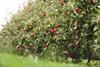 Craigmore-purchases-two-Mr-Apple-orchards-October-2024-scaled