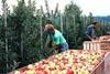 A short volume year is an opportunity for the apple sector in the northern hemisphere