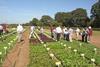 Tozer Seeds holds stir fry trials open day