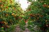 Marokko: Erntestart bei Citrusfrüchten steht kurz bevor