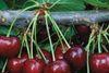 US cherry expectations reined in