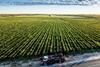 South African raisin landscape production and harvesting