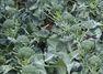 Broccoli may combat lung disease