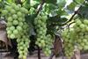Awe Sum Organics Peruvian Sugraone grapes