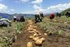 Philippines potato growers credit Universal Robina Corp