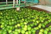 Mexican limes