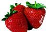 Carmel-branded strawberries