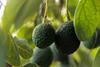 Pico avocados