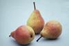 Dutch pear crop downsized