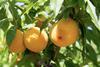 PGI Cieza Peach