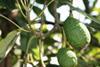 South Africa brimming with avo promise