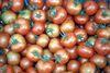 Tomato sources collide